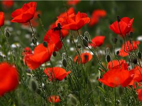 Nothing funny about it...