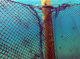 10308103 303882126436652 891537883187119350 n