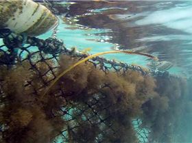 10292449 303881606436704 1781442679106714308 n