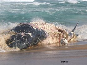 WHALES   POGO,S 065COPY