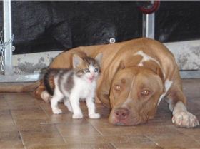 Chat-Chat et sa maman Roxy