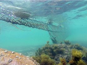 10357940 309561812535350 676871412 n