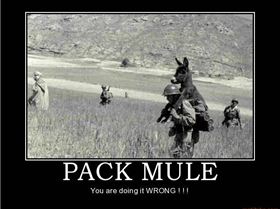 packmule