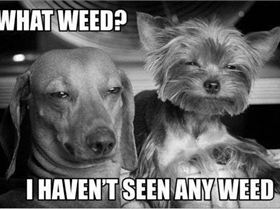 weed