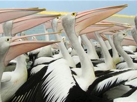 Screen Shot 2014-07-02 at 7.27.07 pm