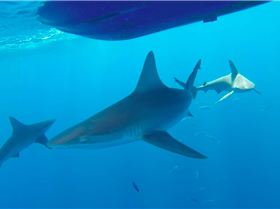 Screen Shot 2014-10-10 at 10.49.09 am