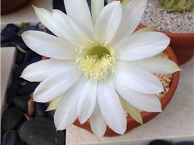 bald hedgehog flower