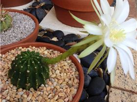 bald hedgehog flower 2