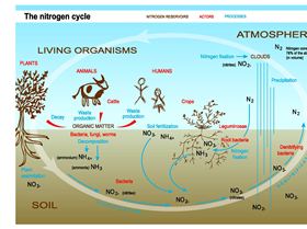 TREND10-2S-nitrogen-cycle.eps.zoom