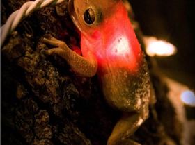 FrogSwallowChristmasLight