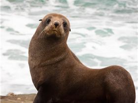 New-Zealand-Fur-Seal
