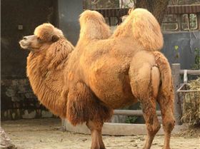 camels