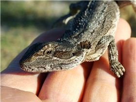 Lizard people in fancy dress