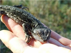 Lizard people in fancy dress