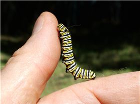 another reptilian shapeshifter