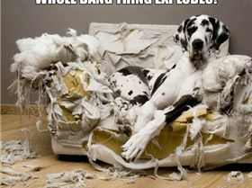 Funny-guilty-dog