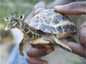 30 New Most Funny Animal Manipulations 9 yovmf