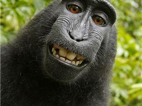 Macaca nigra self-portrait large