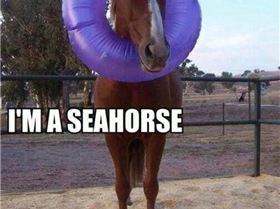 seahorse