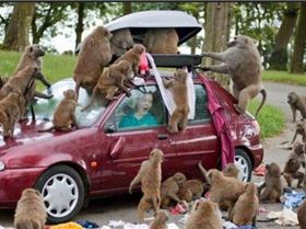 those fricken monkeys