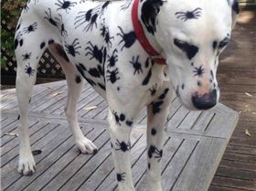 10968336 10153462038874019 5357058903979410976 n