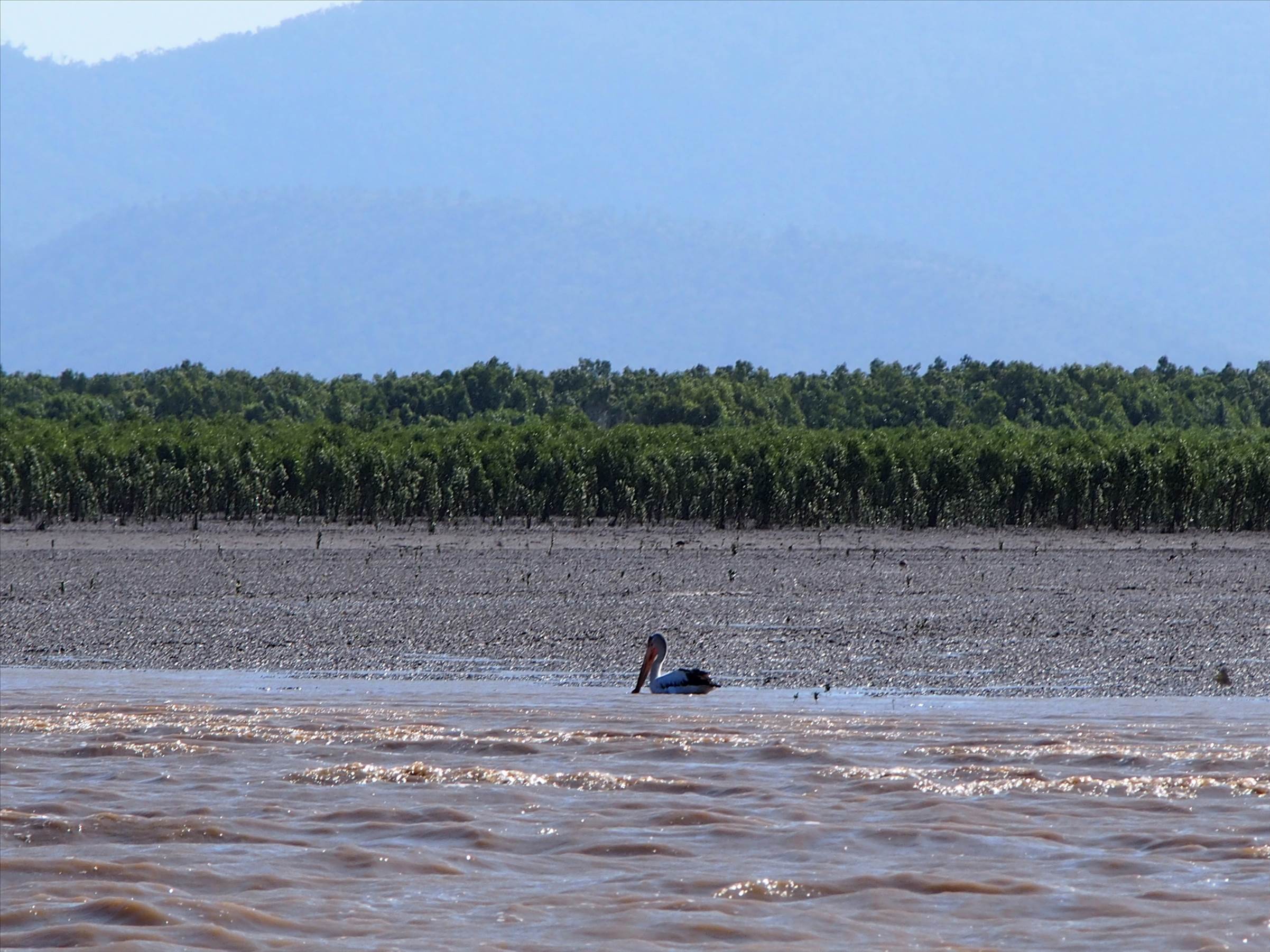Fitzroy River.