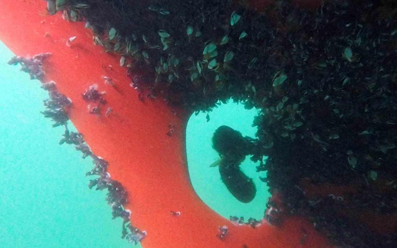 Uku Randmaa Barnacles one and all