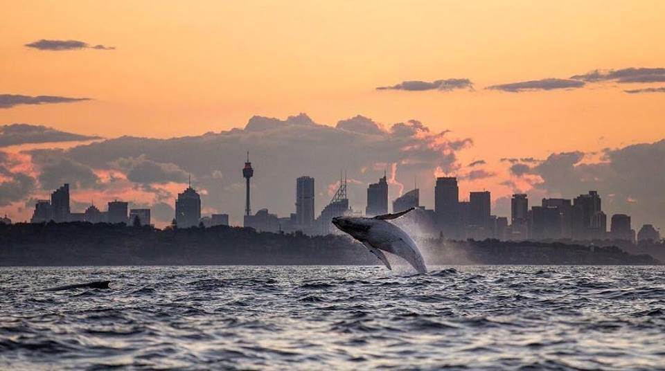 whale syd hb (2018 06 05 05 27 00 UTC) edited