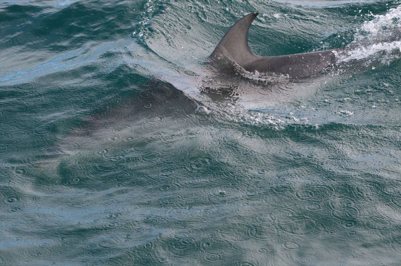 dolphins 27june2010 007