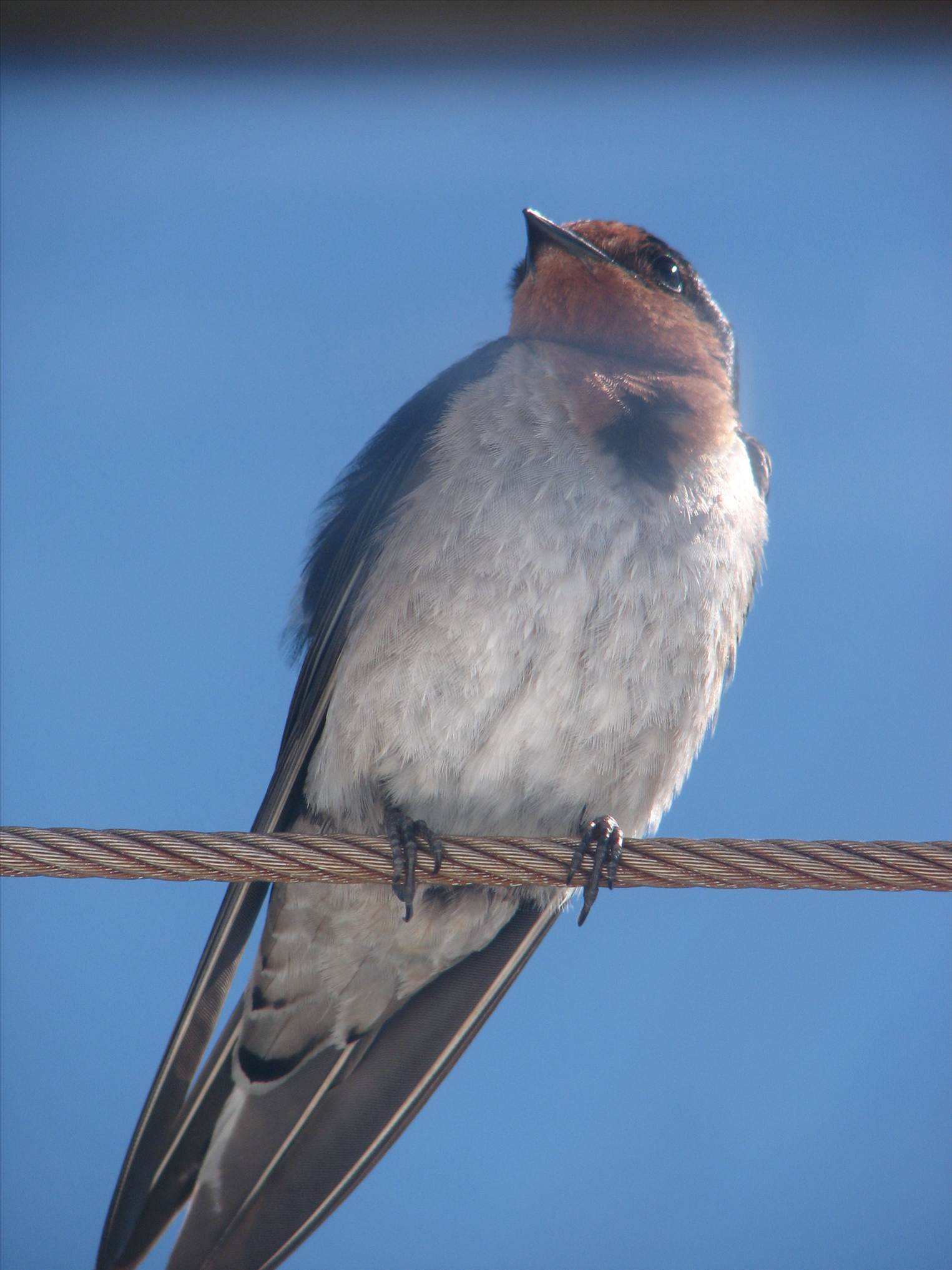 Birds on Blues Banned