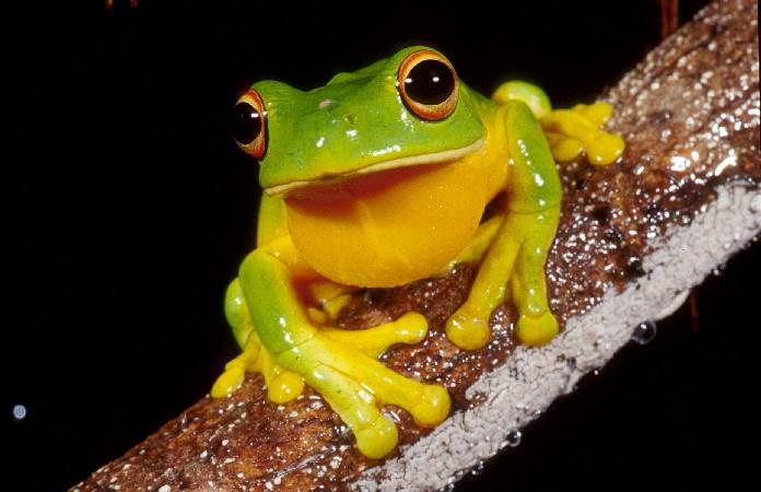 MANGROVEFROG