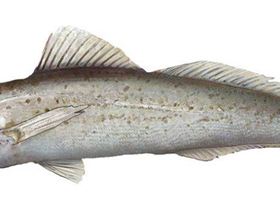 King George Whiting