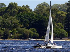 Big Tris and Cats on Swan