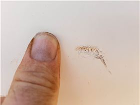 tmp 13052-20171014 1144342089472313