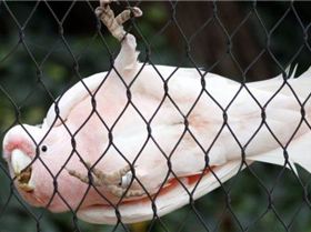  98599277 042554840-1