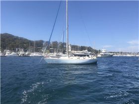 Blue Moon - cape barren Goose