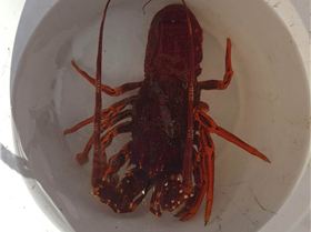 Lobster and calamari