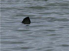 Screenshot 20190109-173834 Dorsal 20