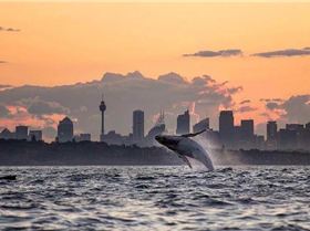 whale syd hb (2018 06 05 05 27 00 UTC) edited