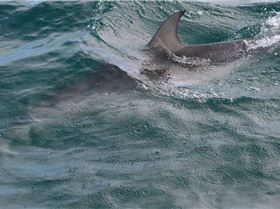 dolphins 27june2010 007