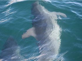 dolphins 27june2010 025