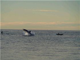 Tow-In surfing with shark