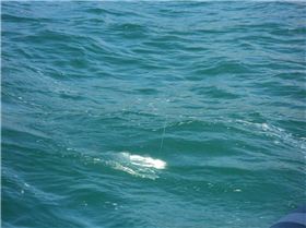 Cruising Hinchinbrook