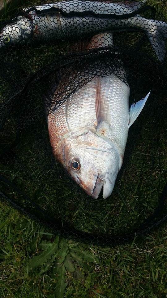 76685750 2533180170244159 3358250115746758656 n