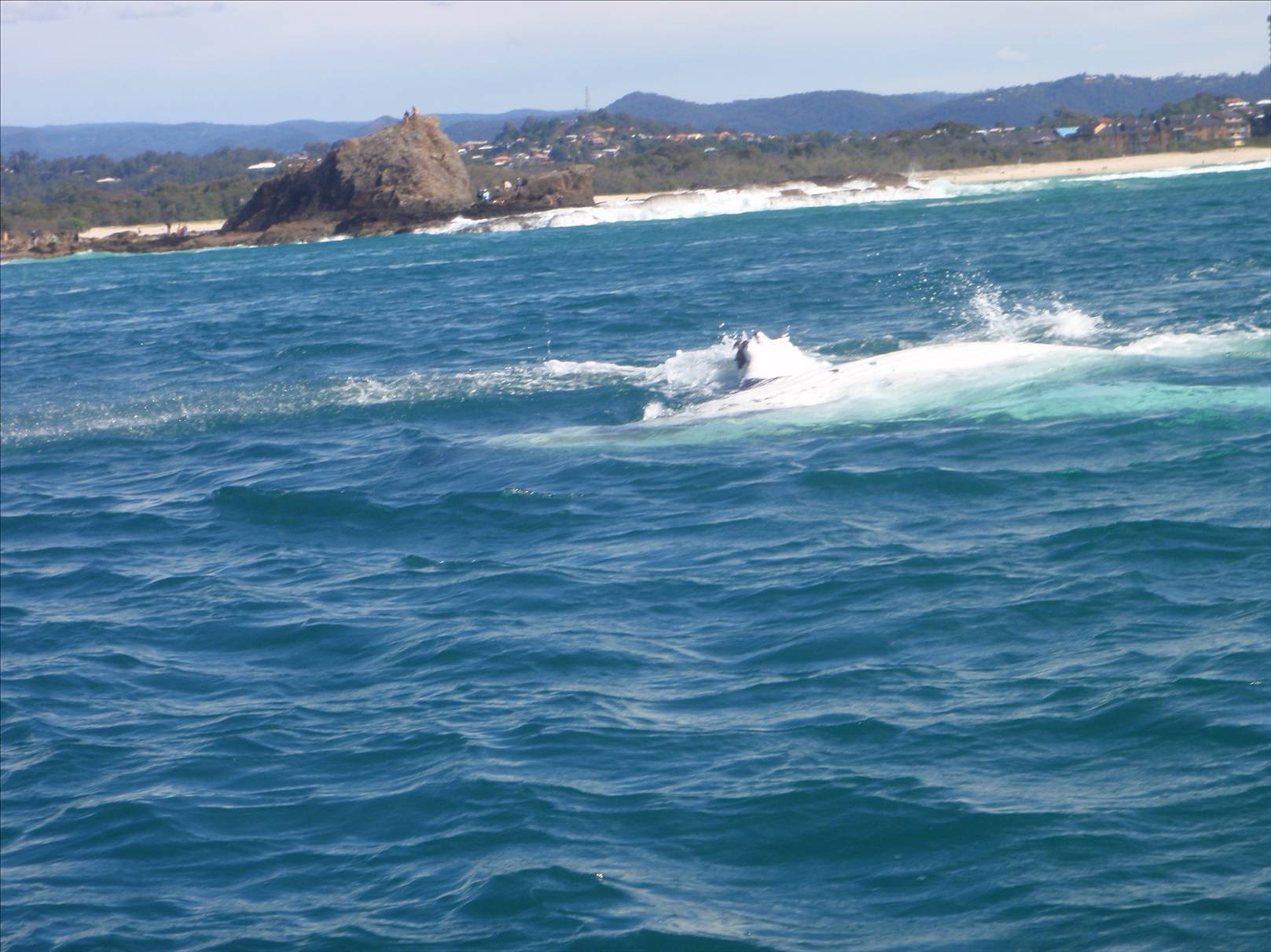 Sunday Currumbin Session with whales