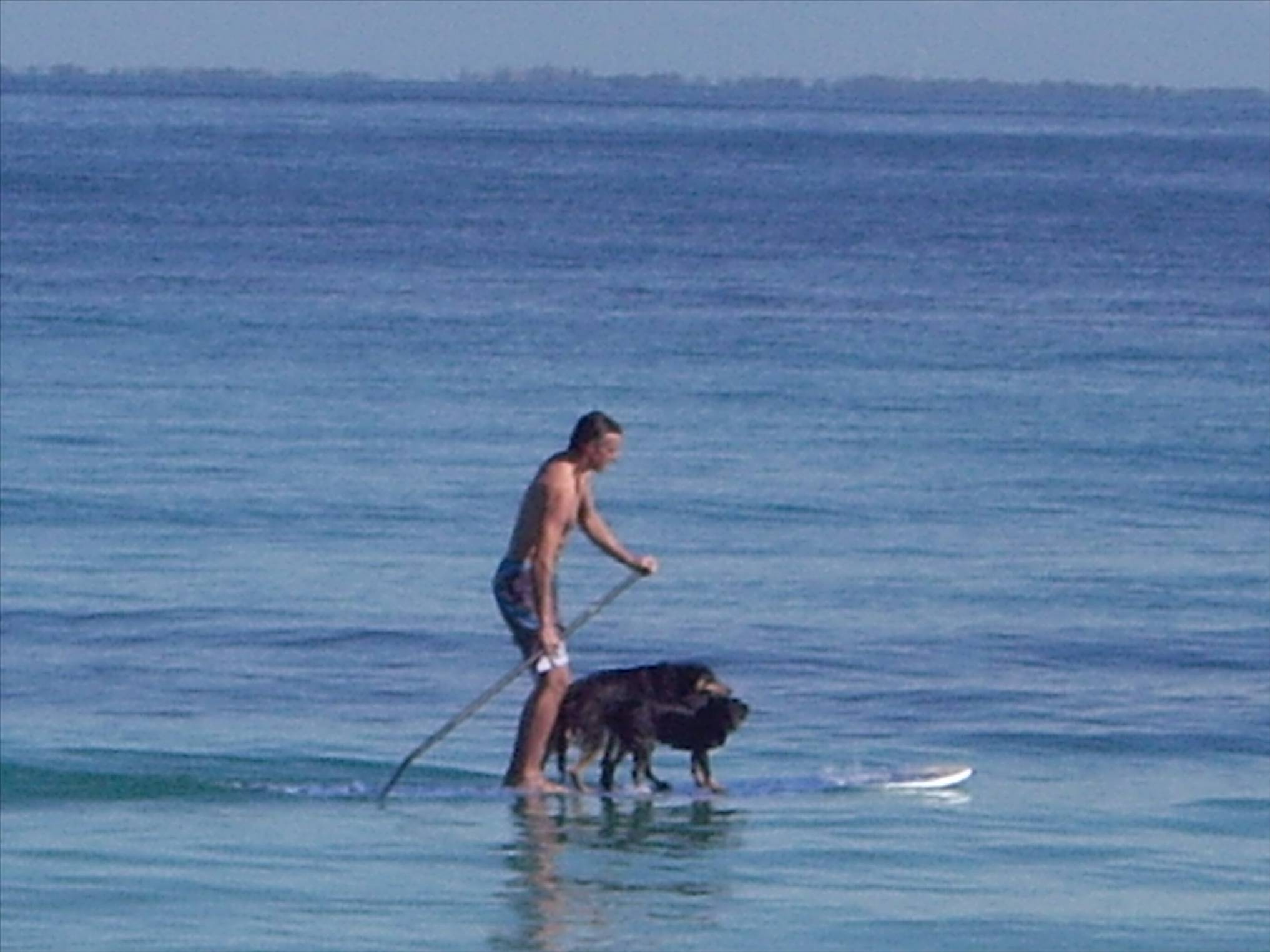 Teaching Kelpies to SUP