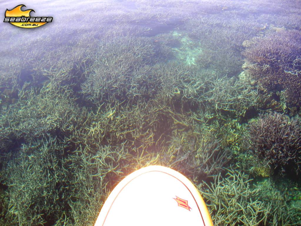 Cruising over coral on a SUP