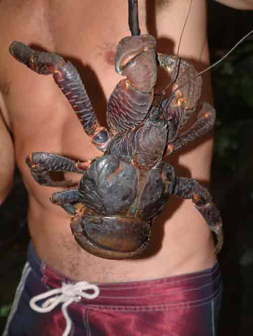 coconut crab on man