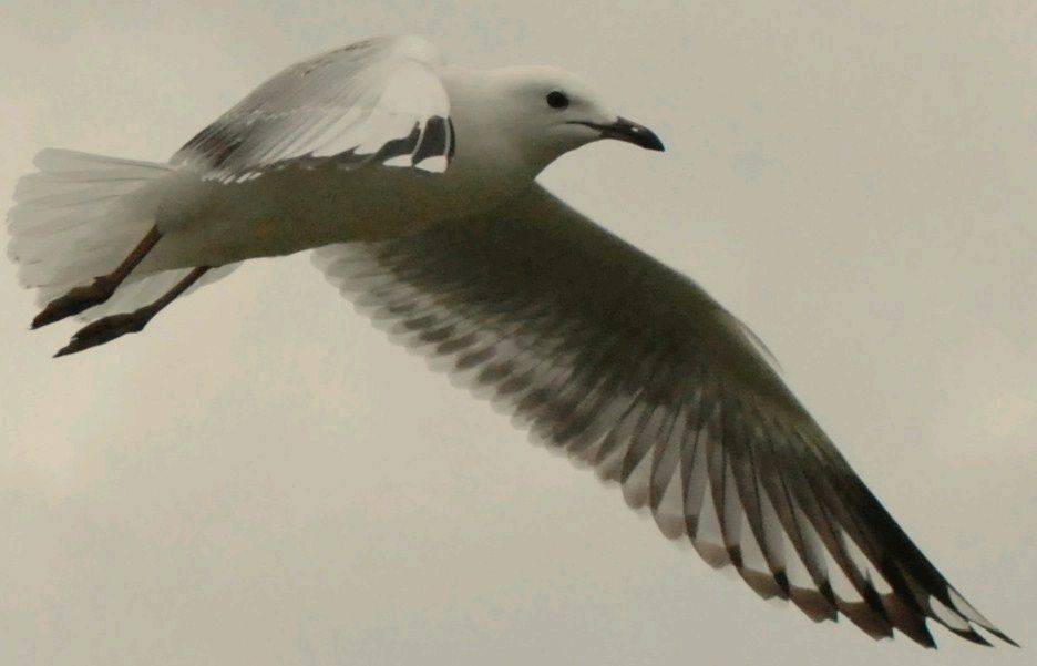 Gull