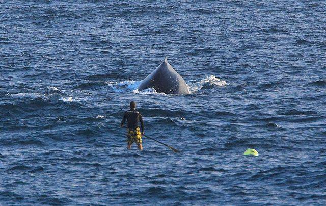 Casso and the Humpback